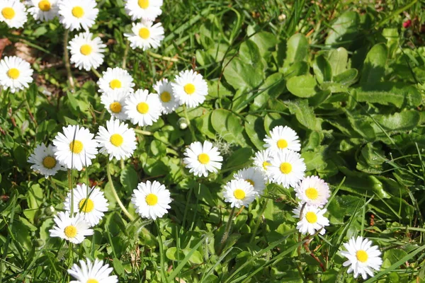 Feld Aus Weißen Und Gelben Gänseblümchen Und Grünen Feldern Einem — Stockfoto