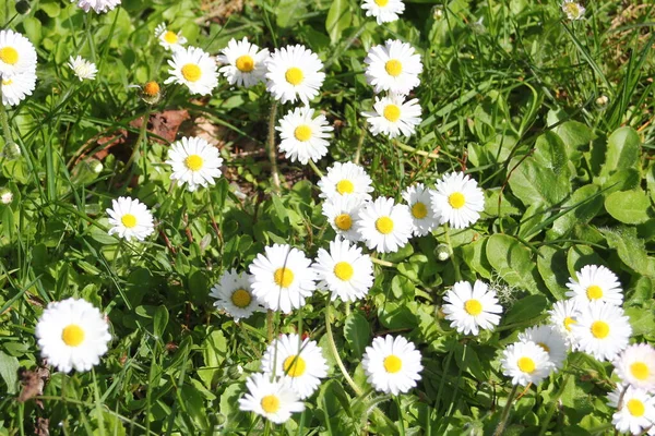Güneşli bir günde beyaz ve sarı papatyalar ve yeşil tarlalar..