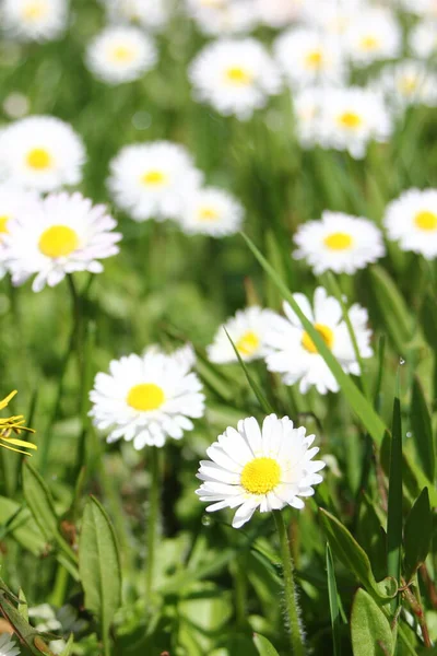 Güneşli bir günde beyaz ve sarı papatyalar ve yeşil tarlalar..