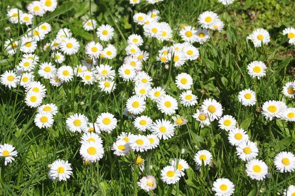 Güneşli bir günde beyaz ve sarı papatyalar ve yeşil tarlalar..