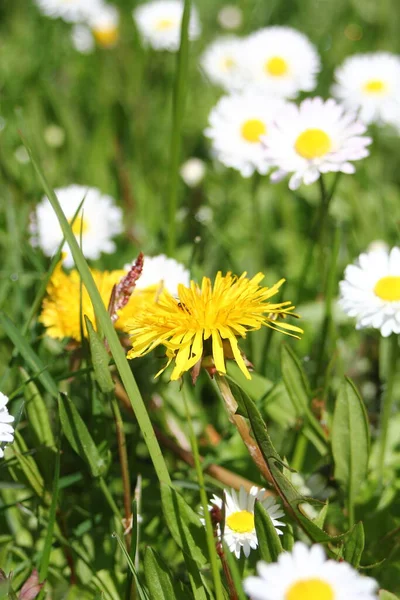 Güneşli bir günde beyaz ve sarı papatyalar ve yeşil tarlalar..