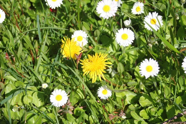 Güneşli bir günde beyaz ve sarı papatyalar ve yeşil tarlalar..