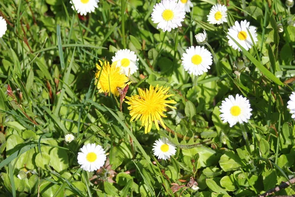Güneşli bir günde beyaz ve sarı papatyalar ve yeşil tarlalar..