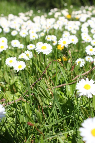 Güneşli bir günde beyaz ve sarı papatyalar ve yeşil tarlalar..