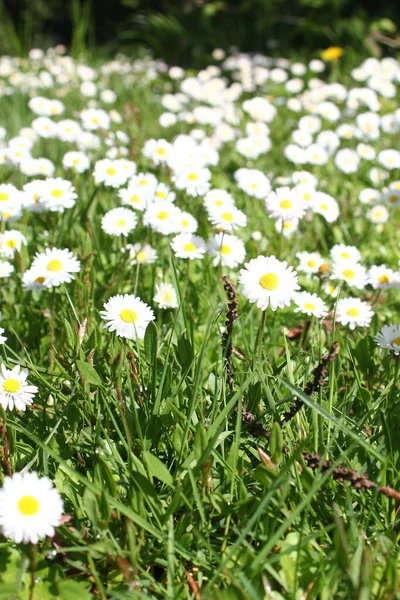 Güneşli bir günde beyaz ve sarı papatyalar ve yeşil tarlalar..