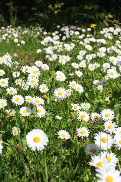 Birleşik Devletler 'de beyaz papatyalar boldur..