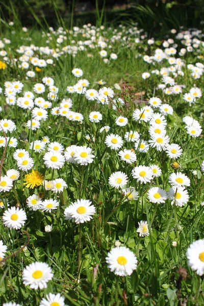 Birleşik Devletler 'de beyaz papatyalar boldur..