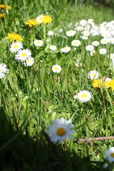 Birleşik Devletler 'de beyaz papatyalar boldur..
