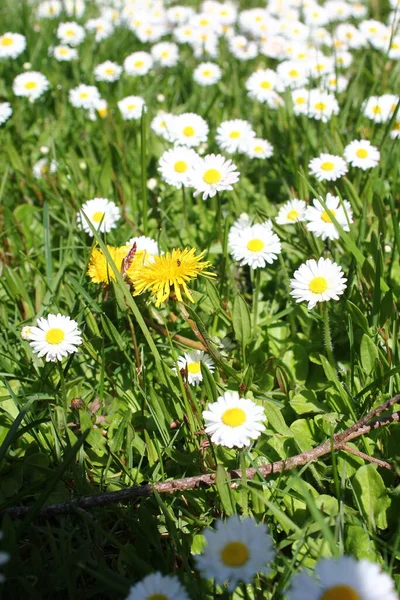 Birleşik Devletler 'de beyaz papatyalar boldur..