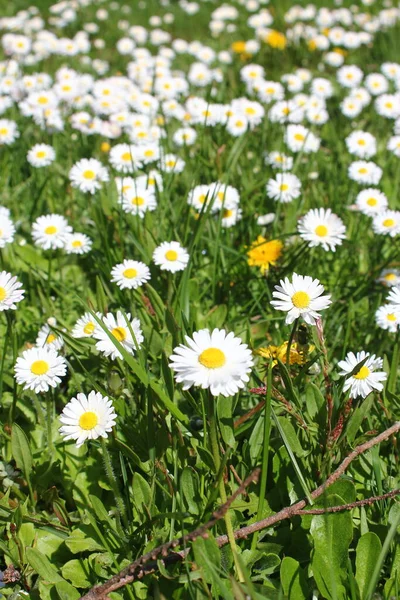 Weiße Gänseblümchen Gibt Den Usa Überfluss — Stockfoto