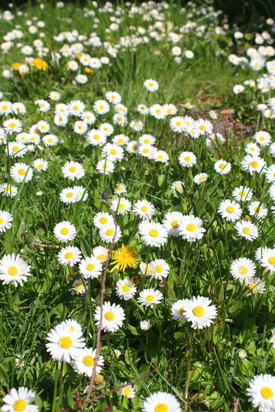 White Daisies Abound United States — 스톡 사진