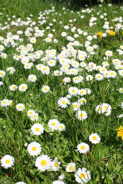 Weiße Gänseblümchen Gibt Den Usa Überfluss — Stockfoto