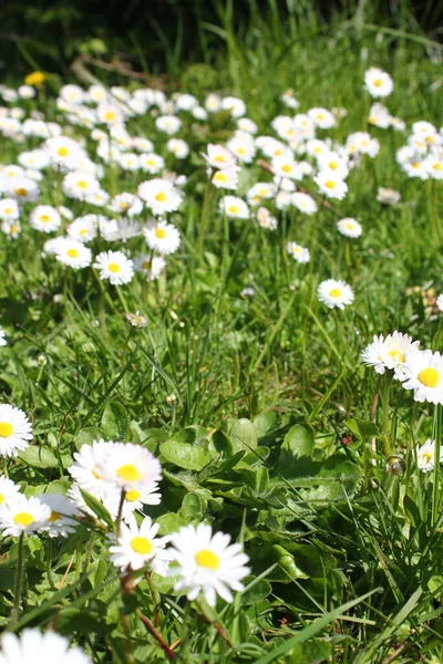 Kanada 'da sıcak bir günde yeşil bir tarlada küçük beyaz papatyalar yetişir..