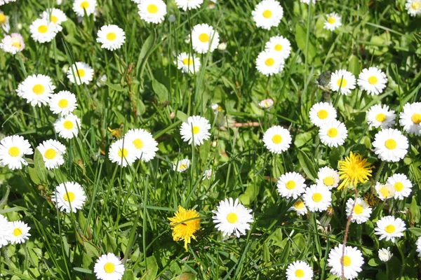 Little White Daisies Grow Green Field Hot Day Canada — 스톡 사진