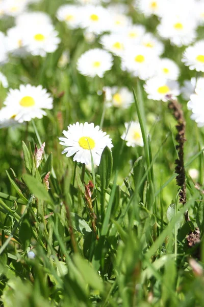 Kanada 'da sıcak bir günde yeşil bir tarlada küçük beyaz papatyalar yetişir..