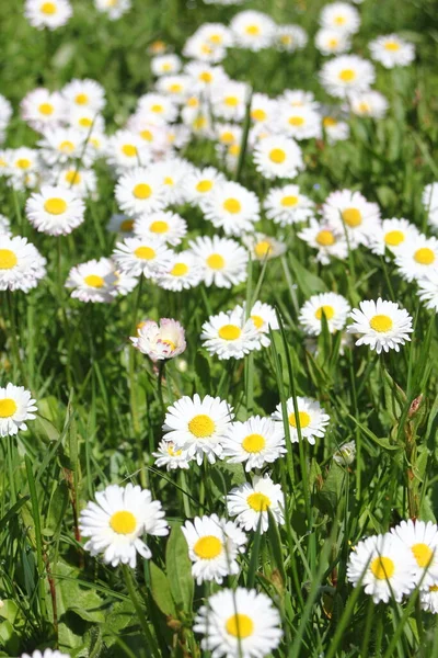 Little White Daisies Grow Green Field Hot Day Canada — 스톡 사진