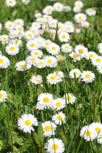 Little white daisies grow in a green field on a hot day in Canada.