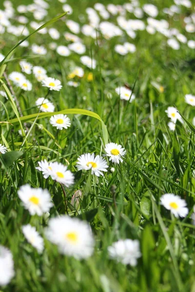 Kanada 'da sıcak bir günde yeşil bir tarlada küçük beyaz papatyalar yetişir..