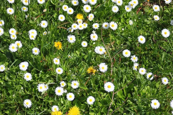 Baharda Beyaz Papatyalar Yeşil Tarlalar — Stok fotoğraf