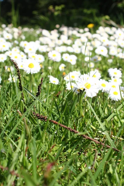 White Daisies Abound United States — Fotografia de Stock