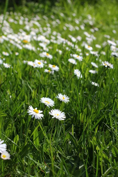 Field White Daisies Green Fields Spring — Photo