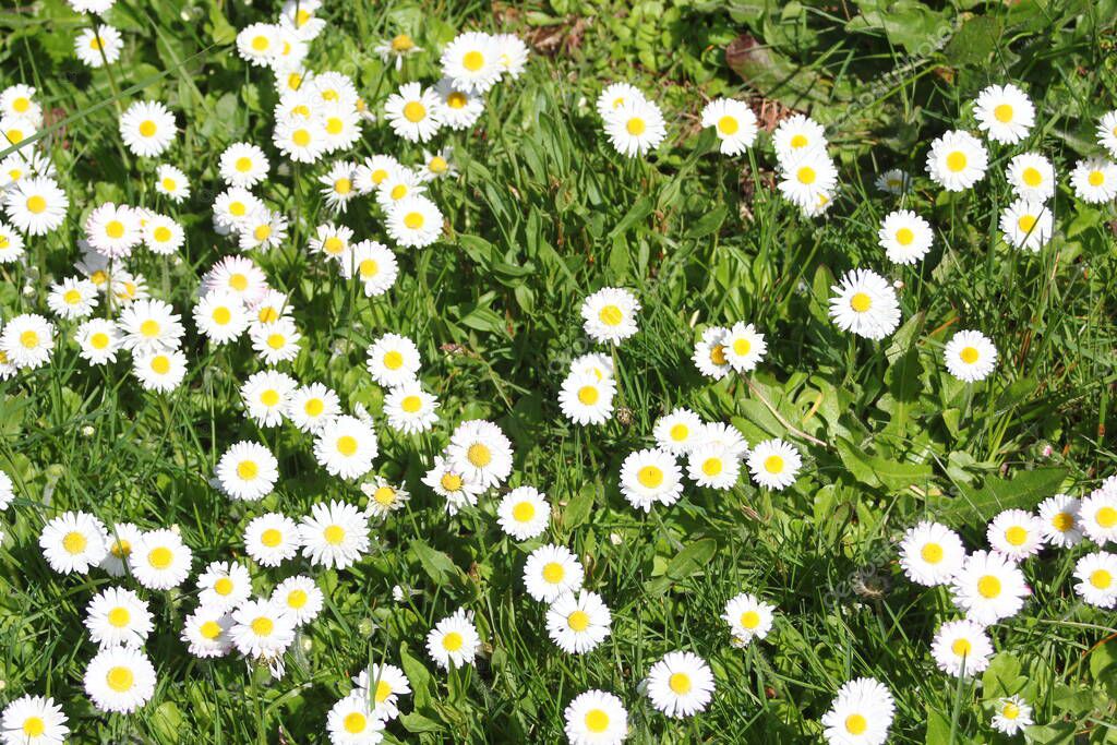 Field of white and yellow daisies and green fields on a sunny day.