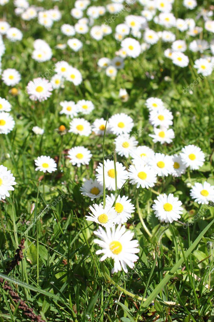 White daisies abound in the United States.