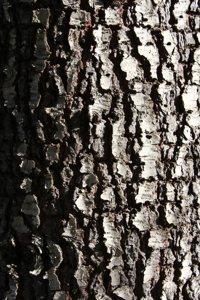 大松树树皮在晨阳下 树皮质感 树皮轻盈 — 图库照片