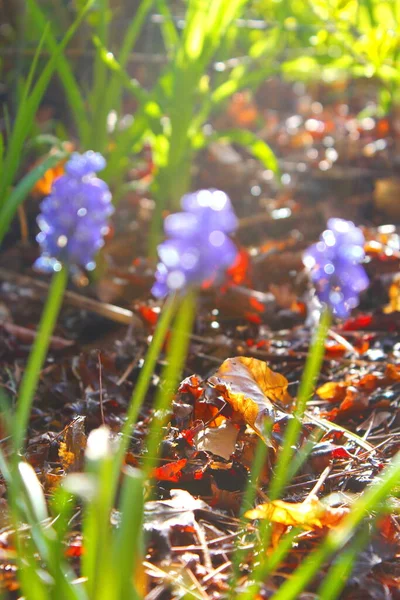 Grape Hyacinth Muscari Armeniacum Muscari Purple Flowers Morning Sun — стоковое фото