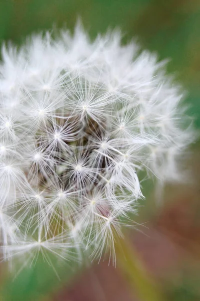 Das Bild Eines Löwenzahns Aus Nächster Nähe Löwenzahn Auf Dem — Stockfoto