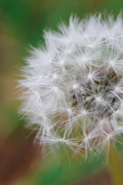 Image Dandelion Close Dandelion Background Field — ストック写真