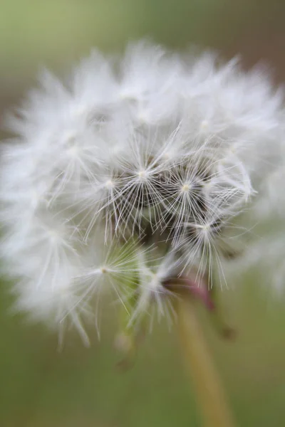 Image Dandelion Close Dandelion Background Field — Fotografia de Stock