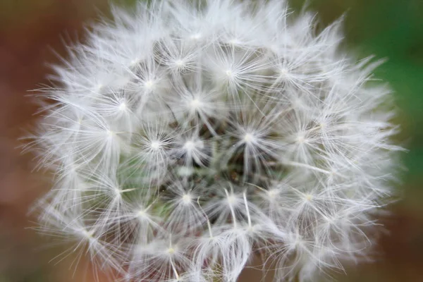 Macro Photography White Ball Dandelion Flower Blurred Green Background Fauna — ストック写真