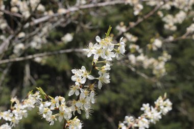 Baharda beyaz kiraz çiçekleri