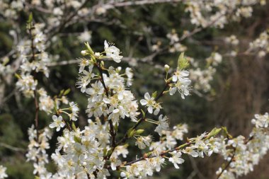 Baharda beyaz kiraz çiçekleri