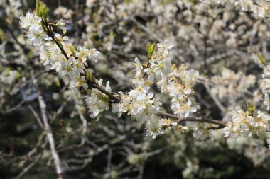 Baharda beyaz kiraz çiçekleri