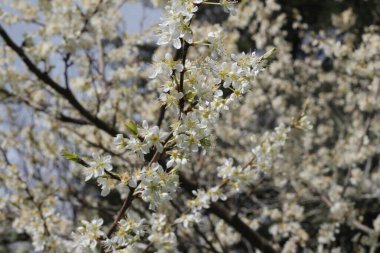 Baharda beyaz kiraz çiçekleri