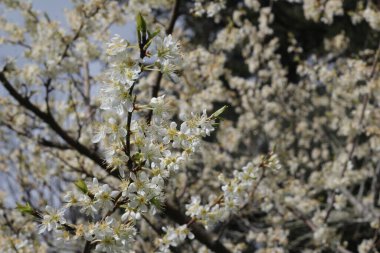 Baharda beyaz kiraz çiçekleri