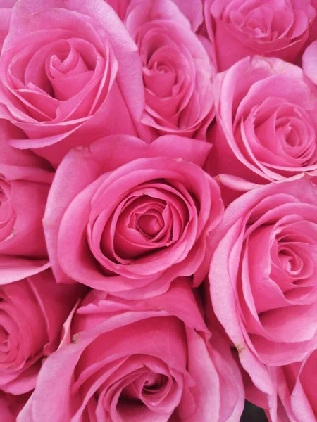 Rózsaszín Rózsákat Árulnak Szupermarketekben — Stock Fotó