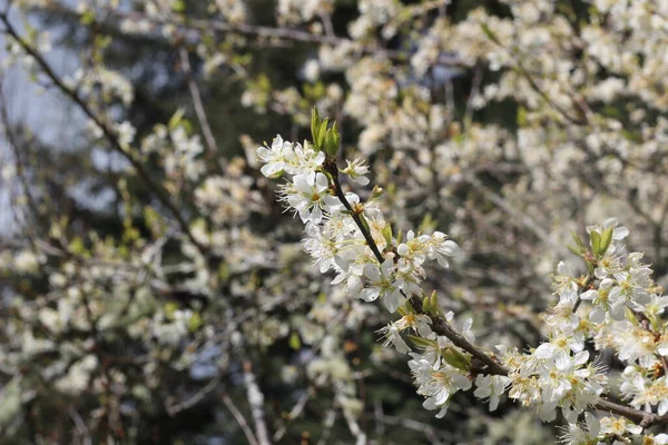 Baharda beyaz kiraz çiçekleri