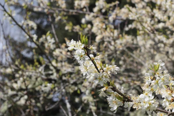 Біла Вишня Цвіте Навесні — стокове фото