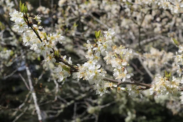 Baharda Beyaz Kiraz Çiçekleri — Stok fotoğraf