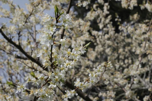 Baharda beyaz kiraz çiçekleri