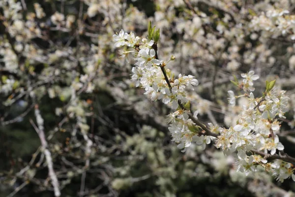 春天的白樱花 — 图库照片