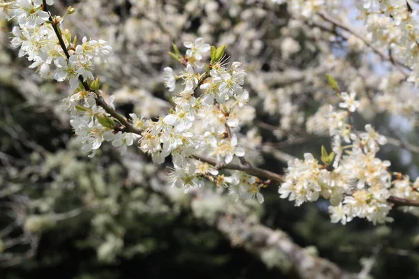 Fleurs Cerisier Blanc Printemps — Photo