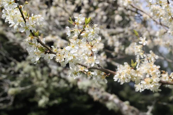 Fleurs Cerisier Blanc Printemps — Photo