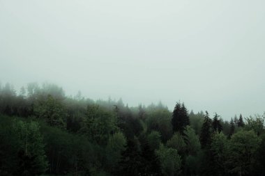 Çam ormanlarındaki dağlarda sis ve yağmur