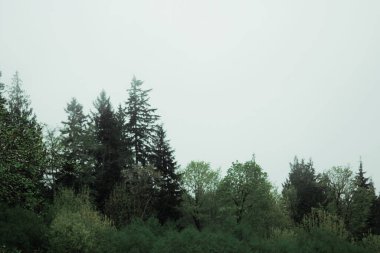 Yağmurdan sonra sisli dağlarda birçok çam ve köknar.