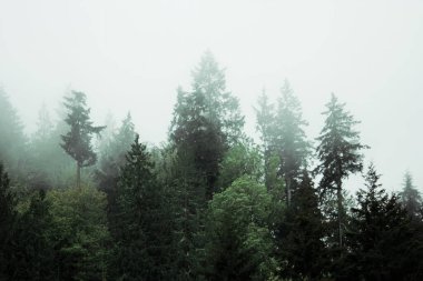 Yağmurdan sonra sisli dağlarda birçok çam ve köknar.