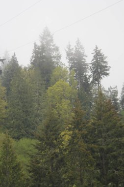 Çam ormanlarında çok çam var. Yağmurdan sonra sis..